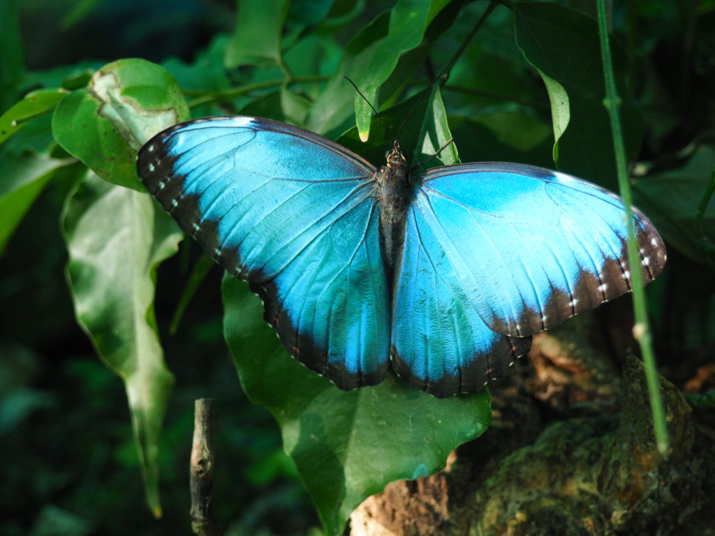 The butterfly garden in La Fortuna, Costa Rica - Tiny Travelogue