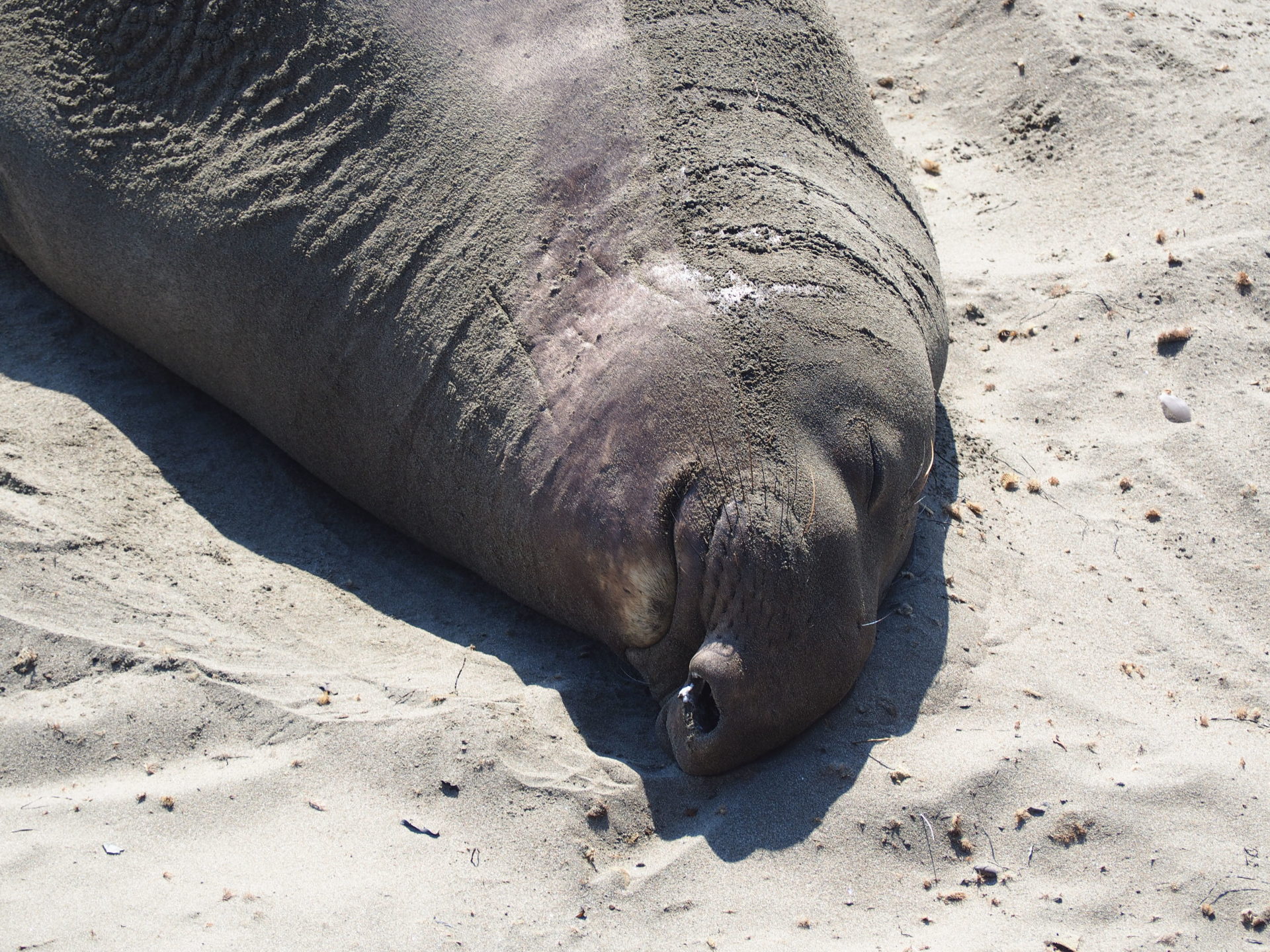 The quirky and shuffling elephant seals of California - Tiny