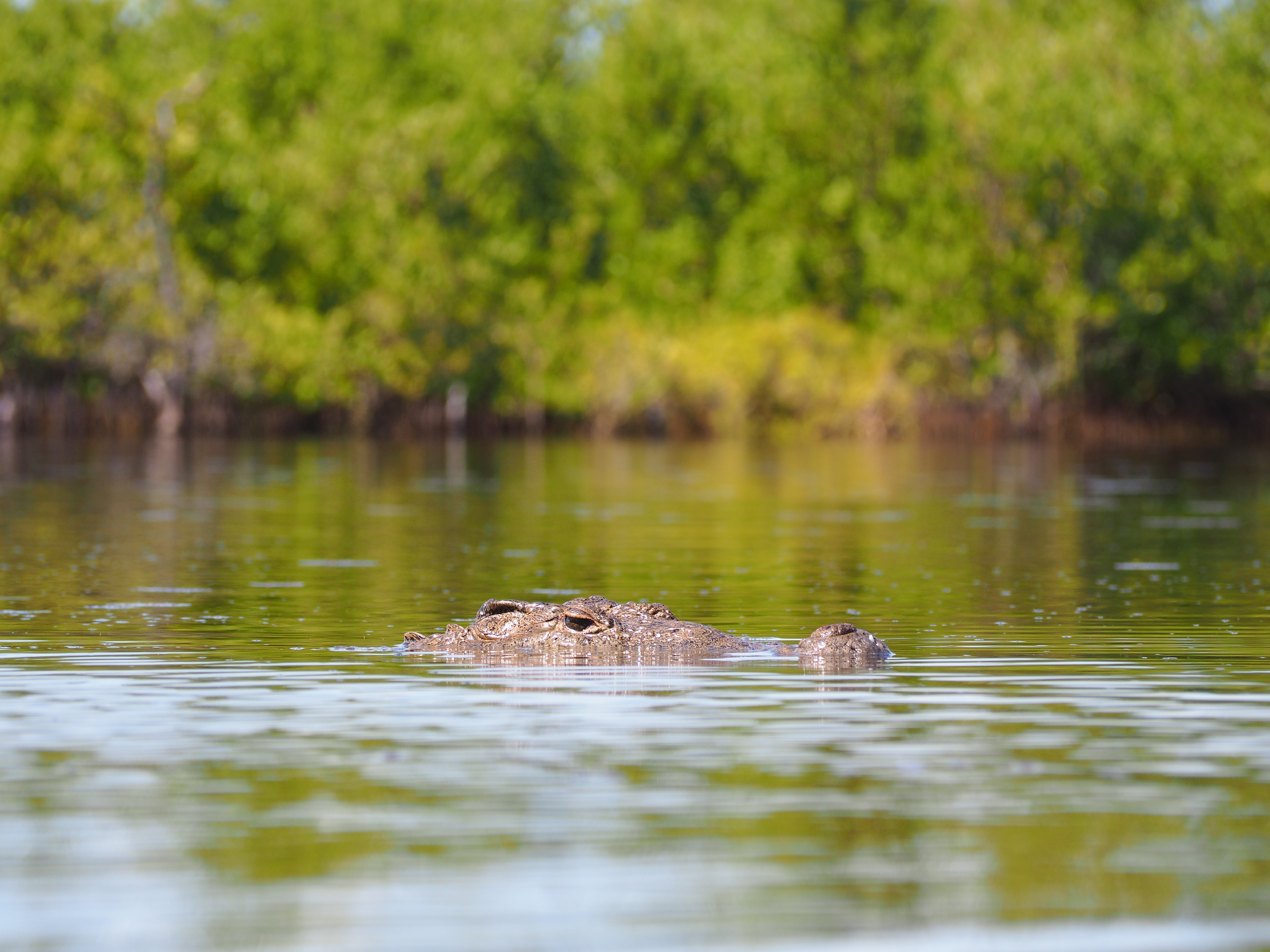 Saying hi to the crocs of bioreserve Banco Chinchorro in Mexico - Tiny  Travelogue